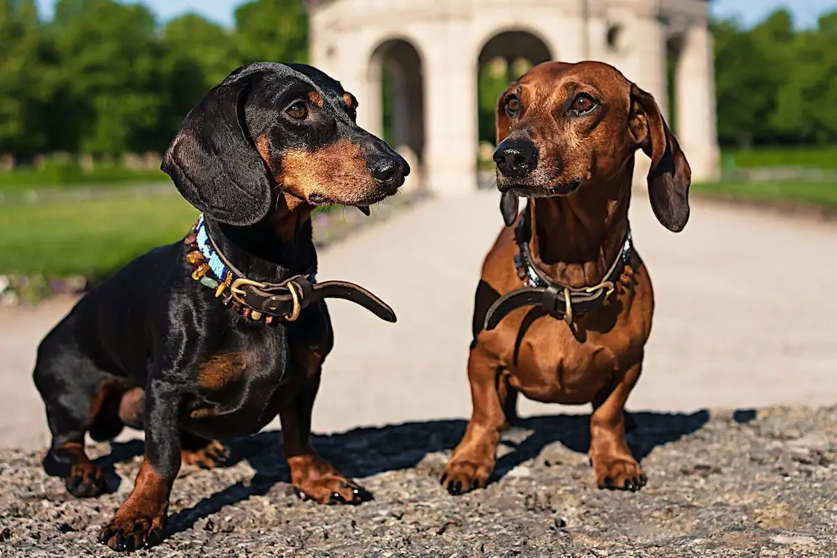 Dachshund in summer at the attractions in Munich Hofgarten